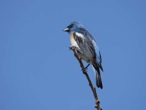 Image of Lazuli Bunting