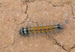 Image of Spilosoma obliqua Walker 1855