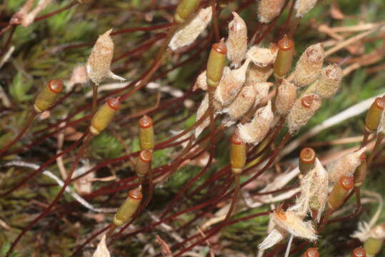 Image of Polytrichum moss