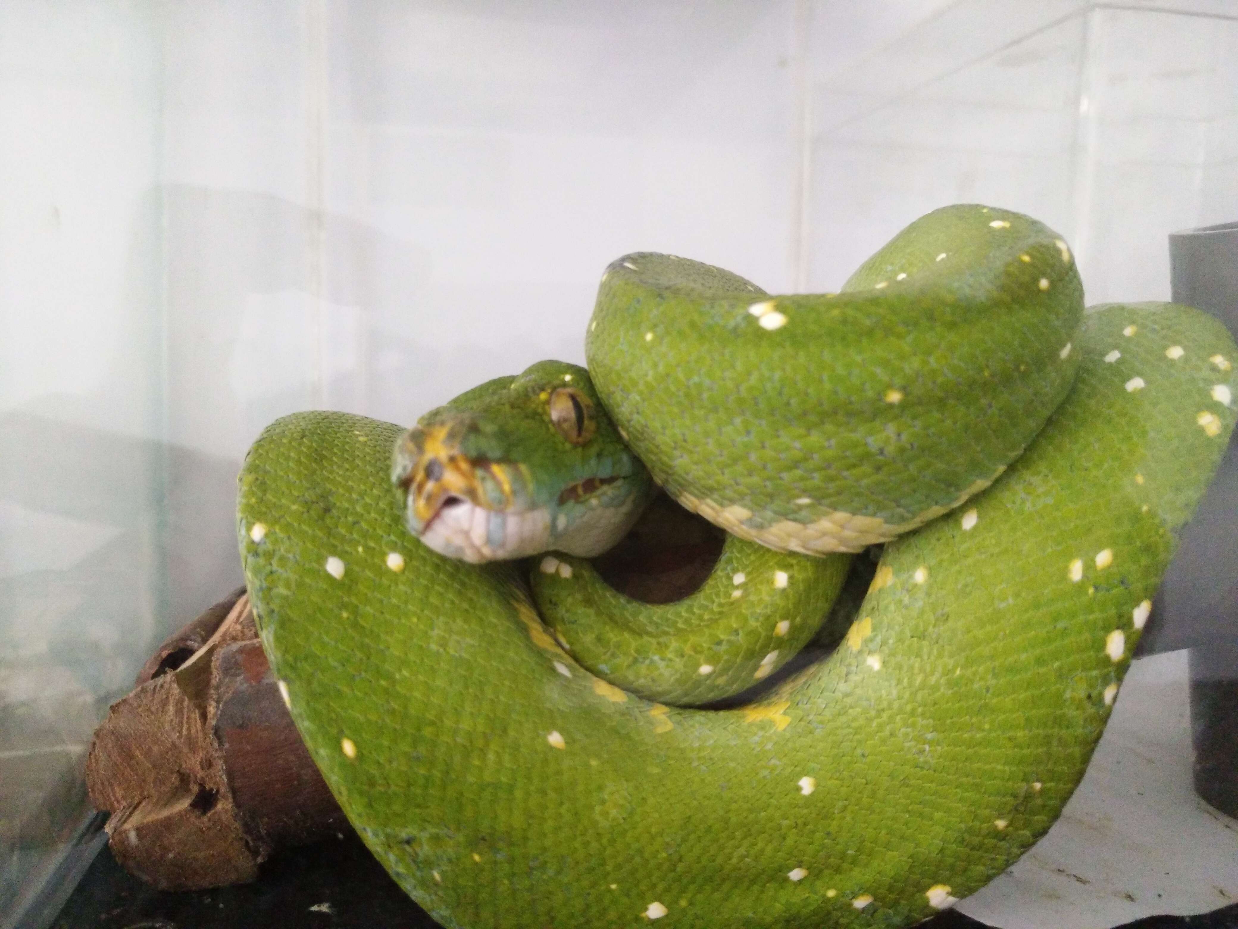 Image of Green Python