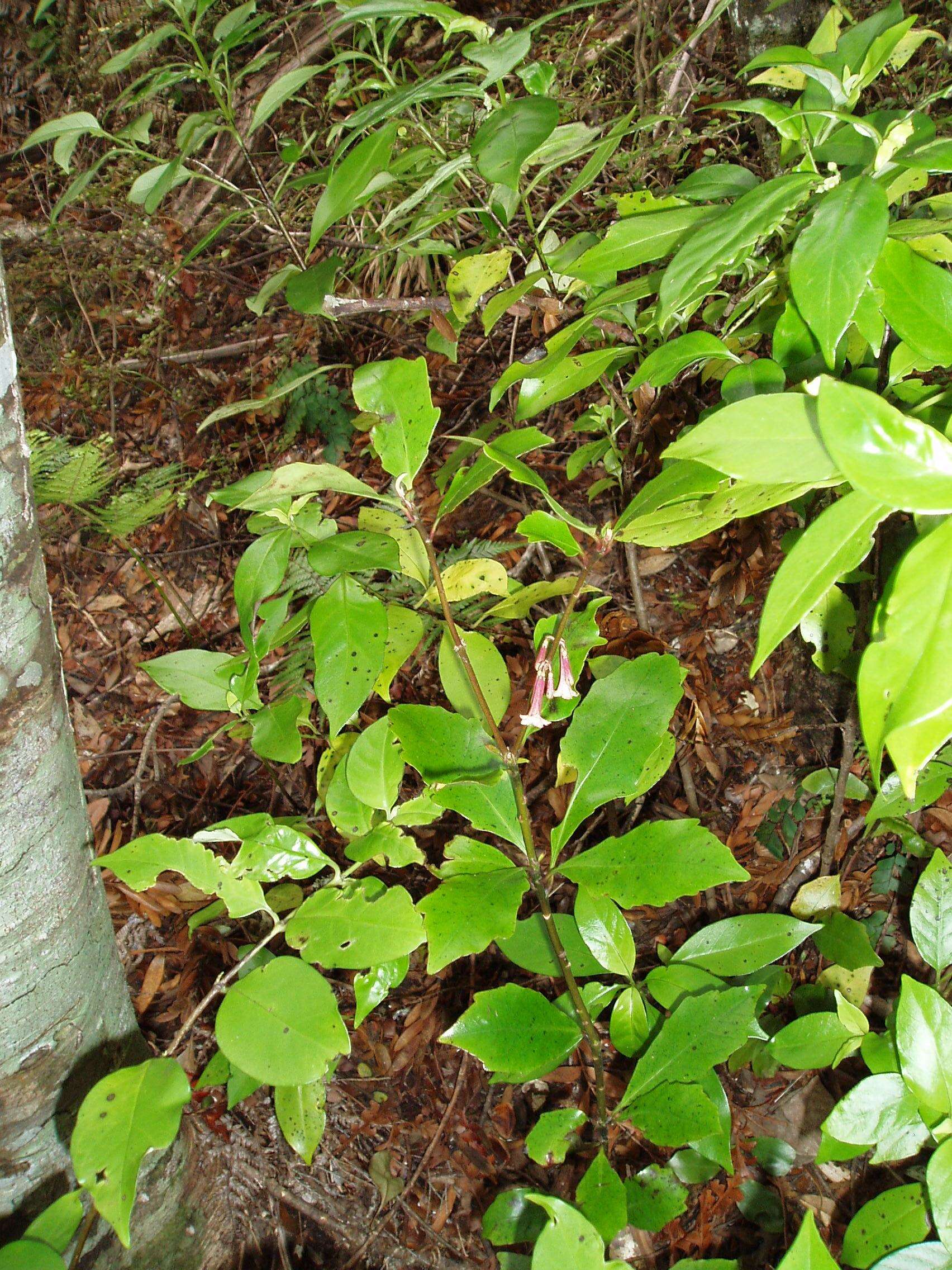 Image of Alseuosmia quercifolia A. Cunn.