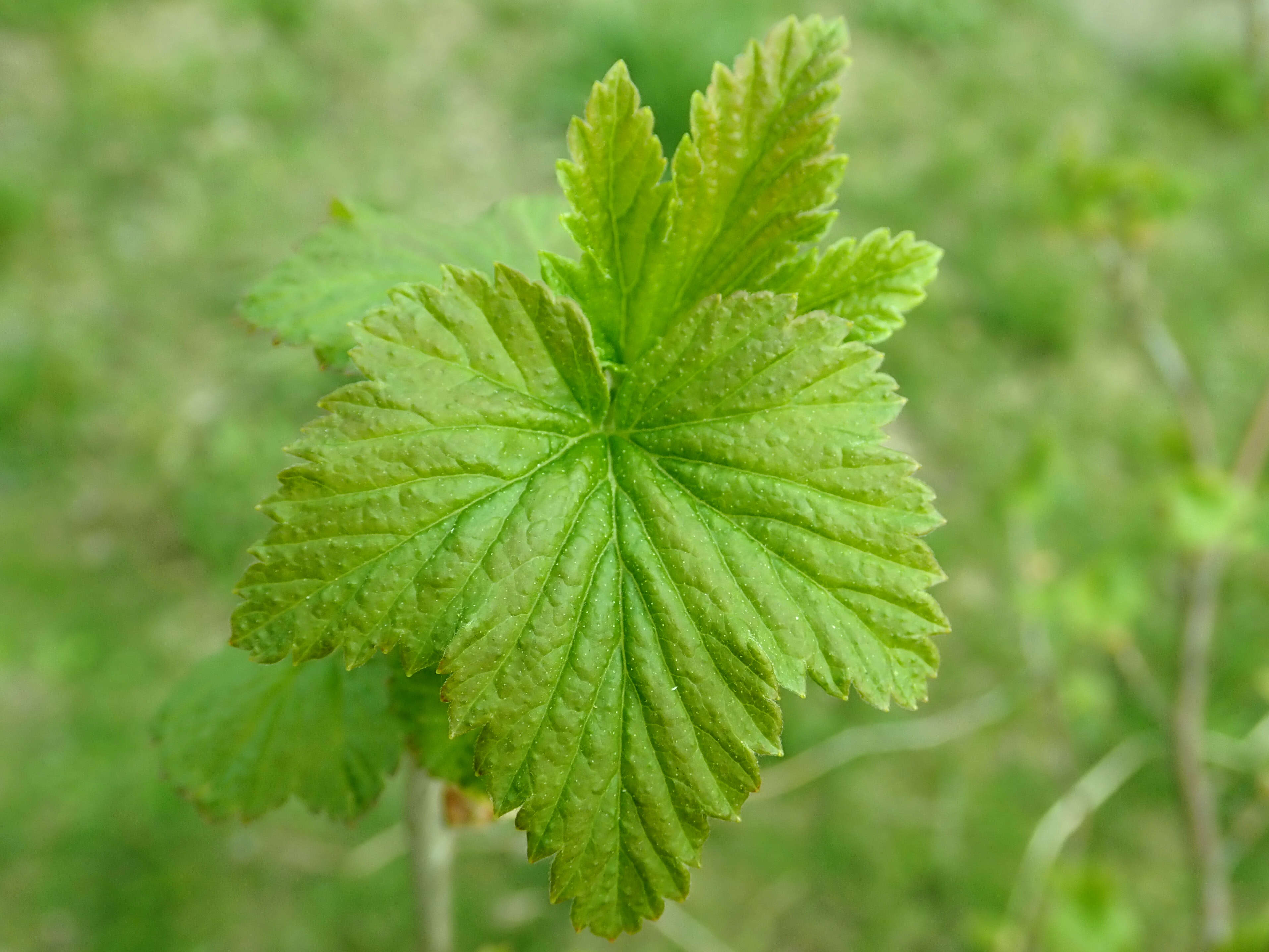 Image of Black Currant