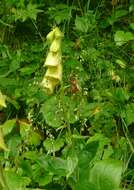 Imagem de Digitalis grandiflora Mill.