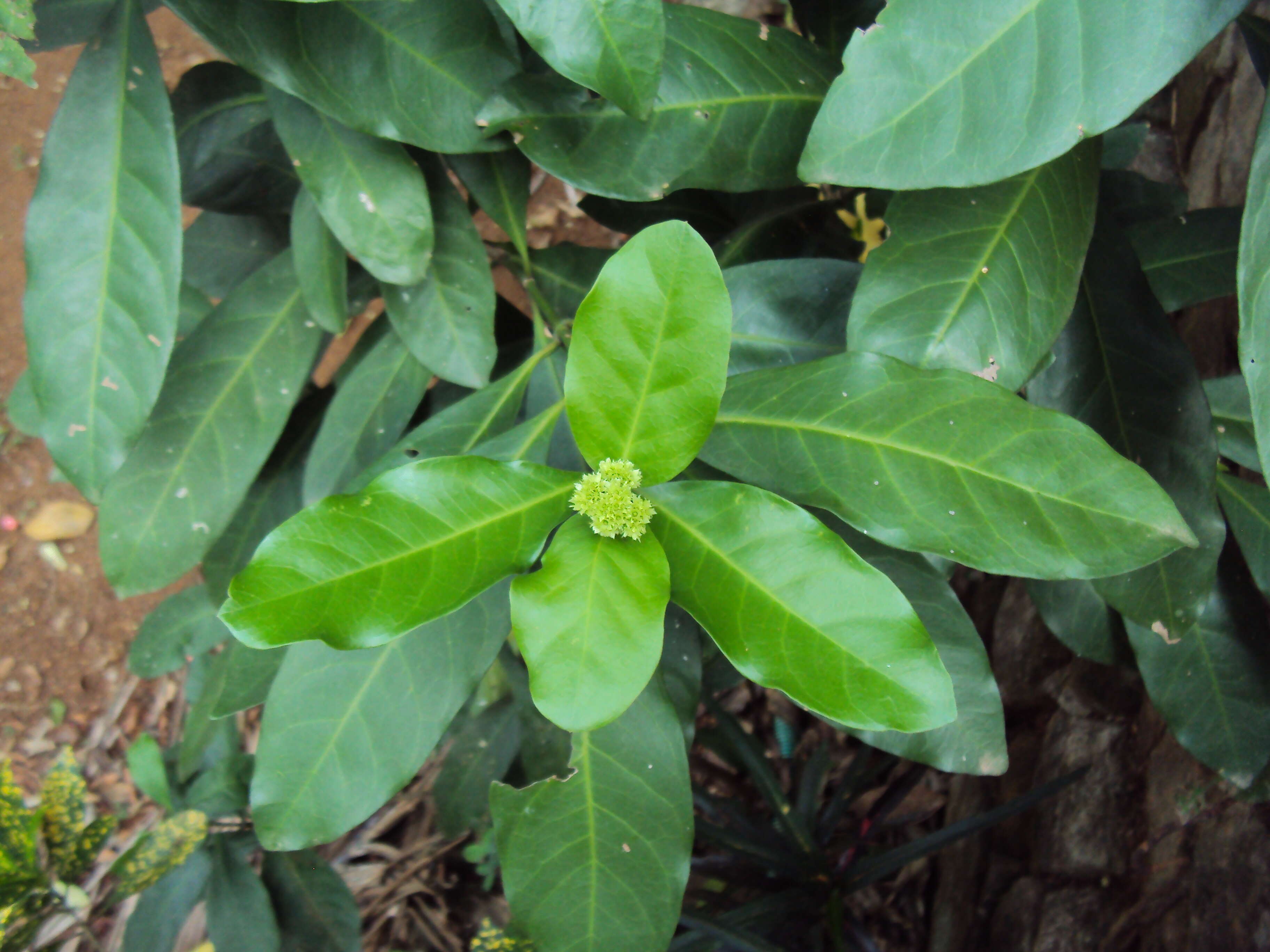 Image of Ixora finlaysoniana Wall. ex G. Don