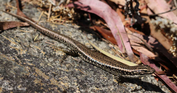 Image of Warm-temperate Water-skink