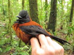 Image of Hooded Pitohui