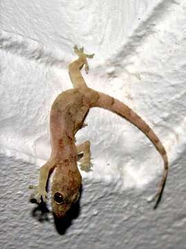 Image of Tropical house gecko