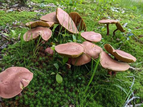 Image of Baorangia bicolor (Kuntze) G. Wu, Halling & Zhu L. Yang 2015