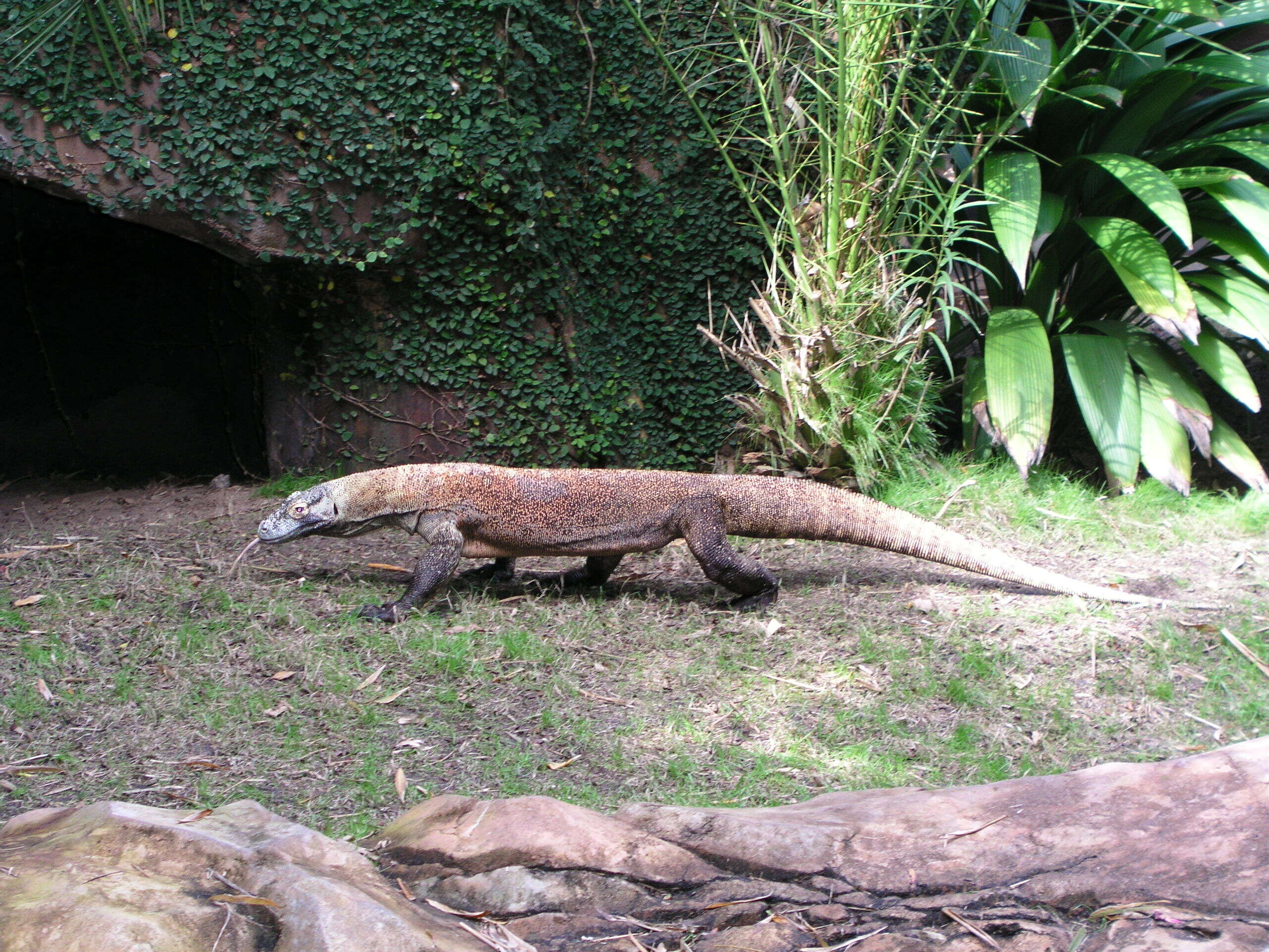 Image of Komodo Dragon