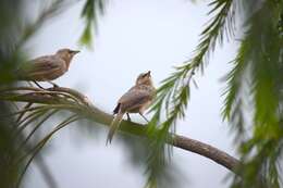 Image of Large Grey Babbler