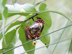 Image of Polistes bellicosus Cresson 1872