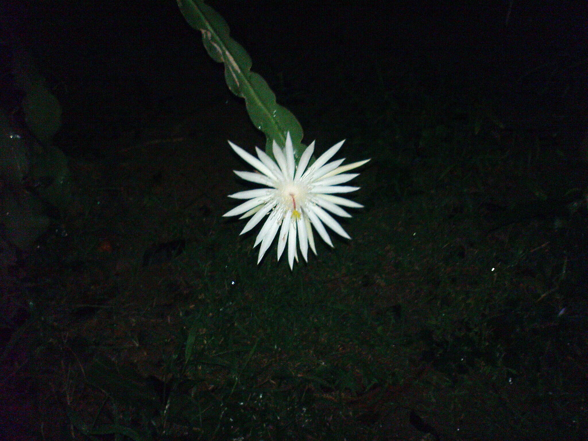 Image of Nightblooming Cactus