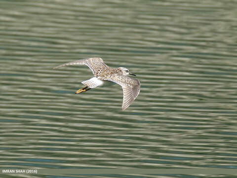 Image of Wood Sandpiper