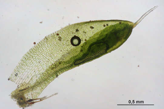 Image of ovate pterygoneurum moss