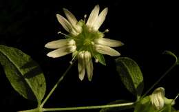 Imagem de Silene baccifera (L.) Roth