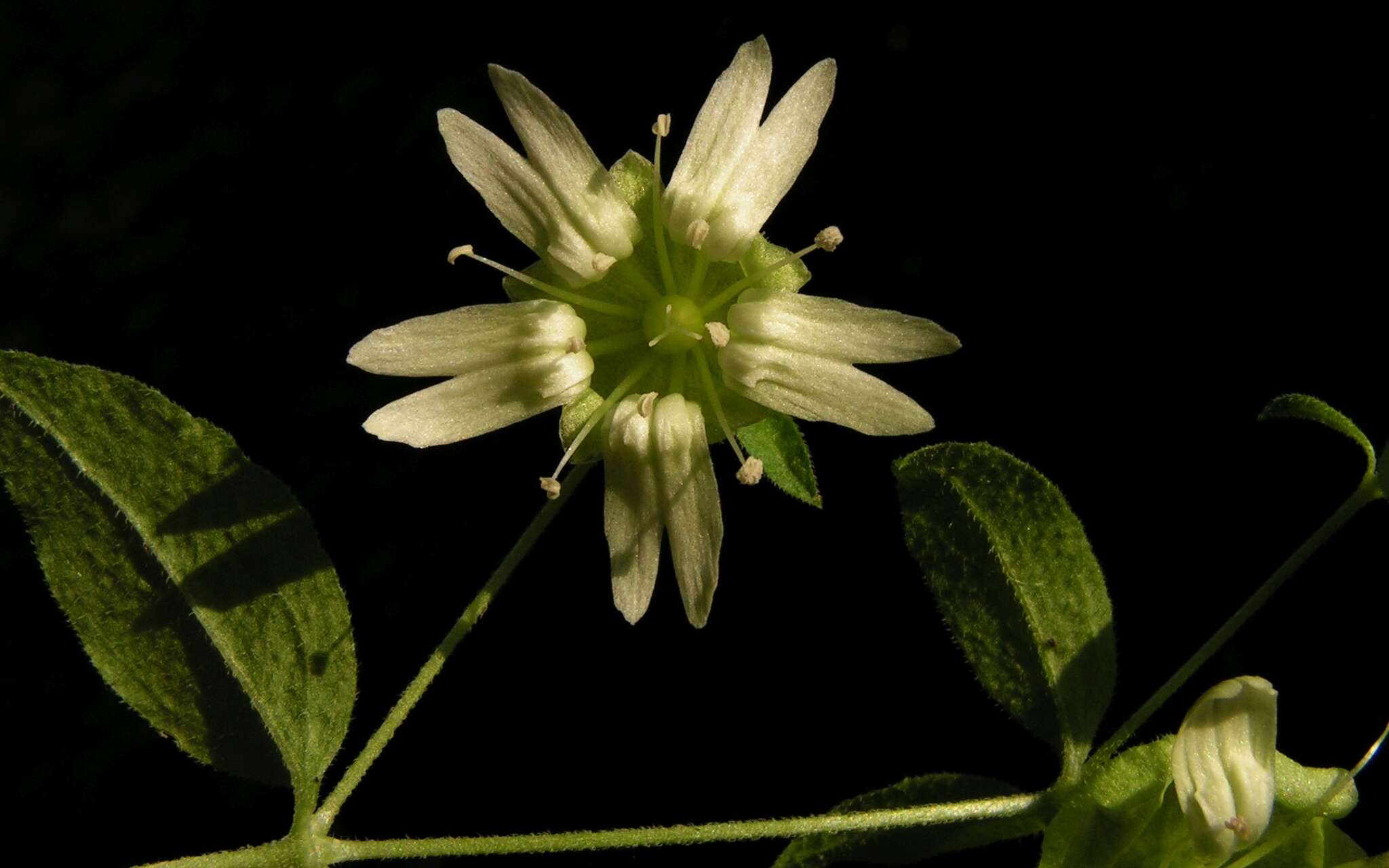 Слика од Silene baccifera (L.) Roth