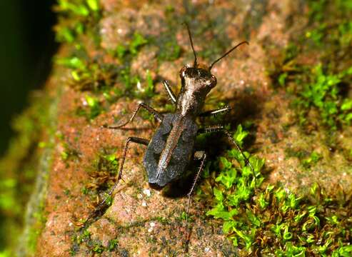 Image of Cylindera (Cylindera) dromicoides (Chaudoir 1852)