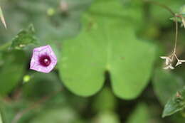 Plancia ëd Ipomoea triloba L.