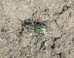 Image de Cicindela (Cicindela) decemnotata Say 1817