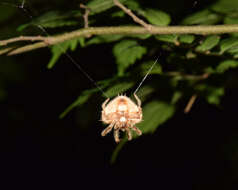 Image of Cladomelea debeeri Roff & Dippenaar-Schoeman 2004