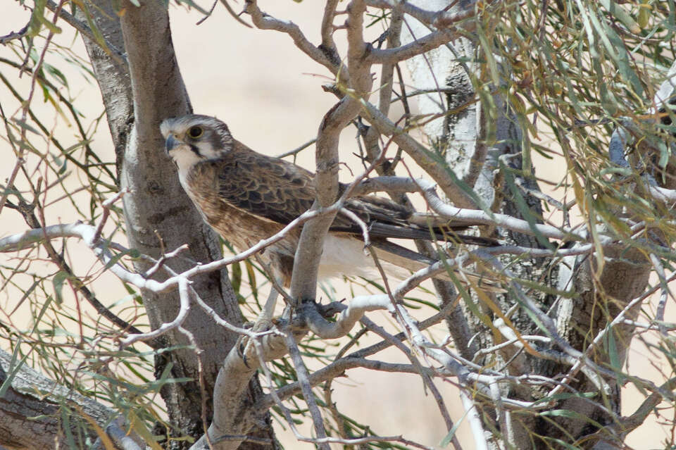 Image of Brown Falcon