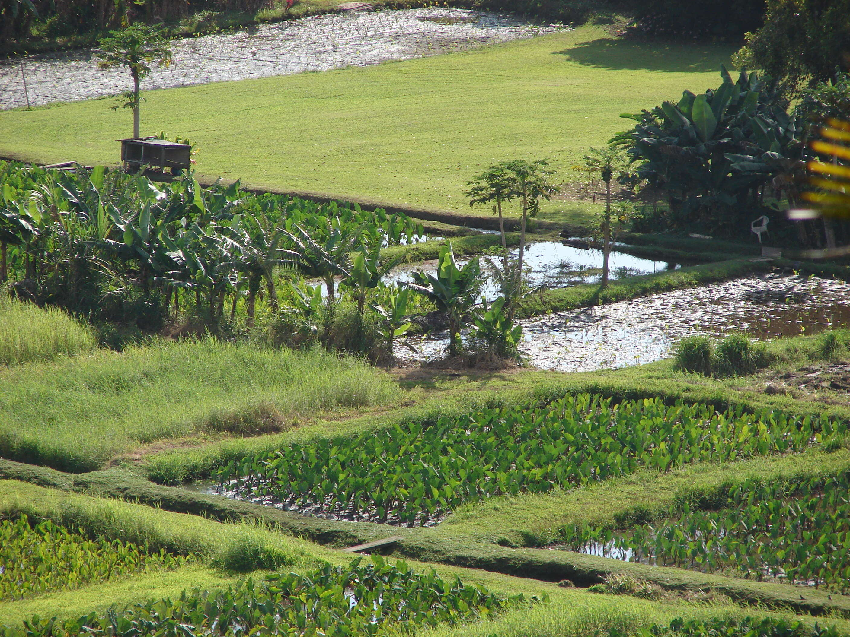 Image of Wild Taro