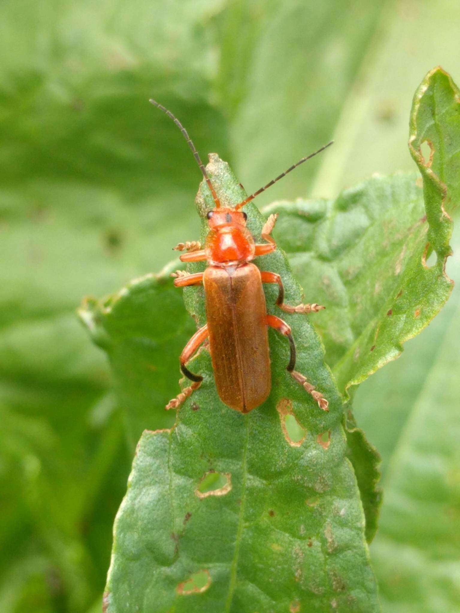 Image of Cantharis livida