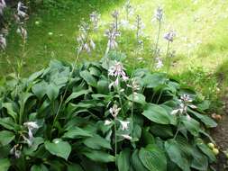 Imagem de Hosta plantaginea (Lam.) Asch.