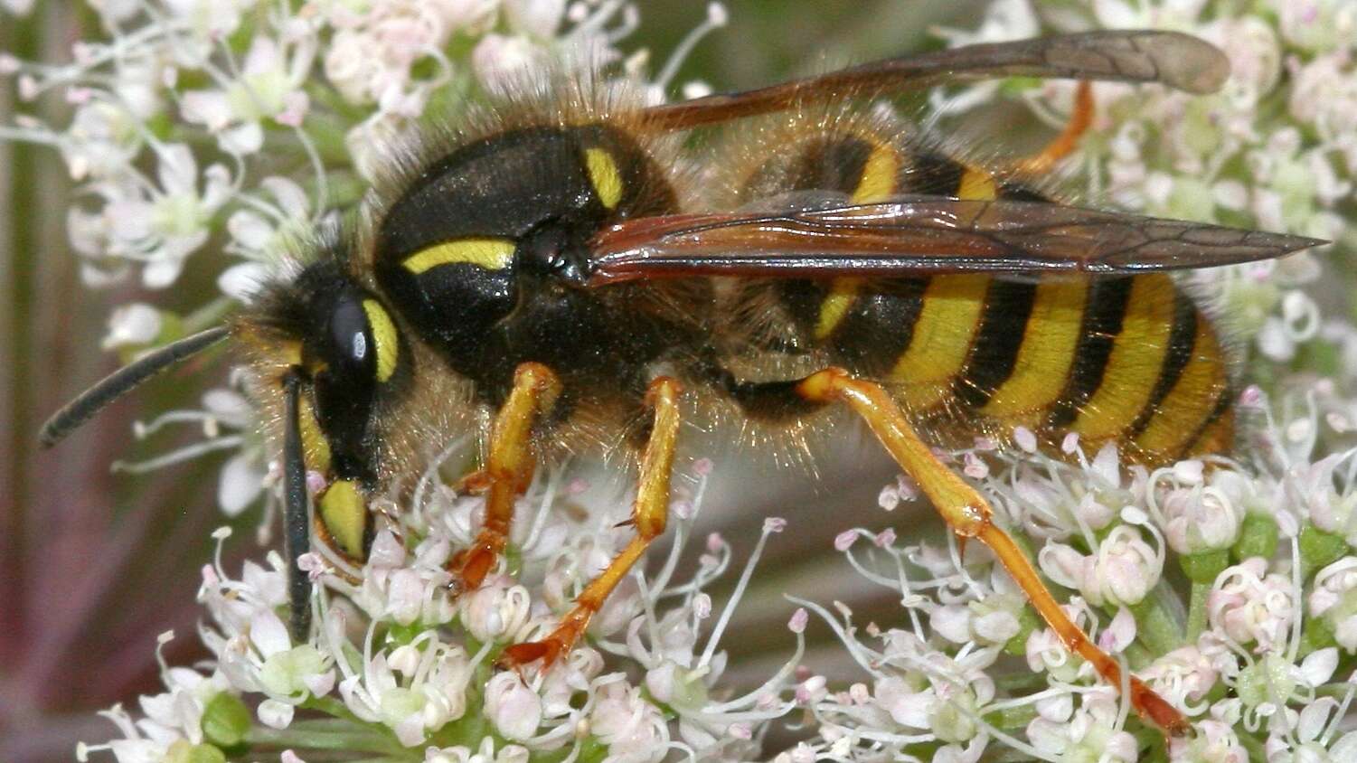 Image of Dolichovespula sylvestris (Scopoli 1763)