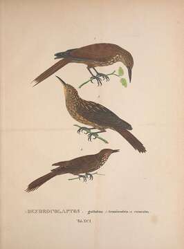 Image of Ocellated Woodcreeper