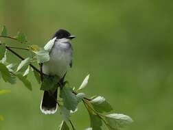 Image of Eastern Kingbird