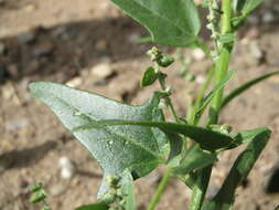 Image de Atriplex sagittata Bkh.