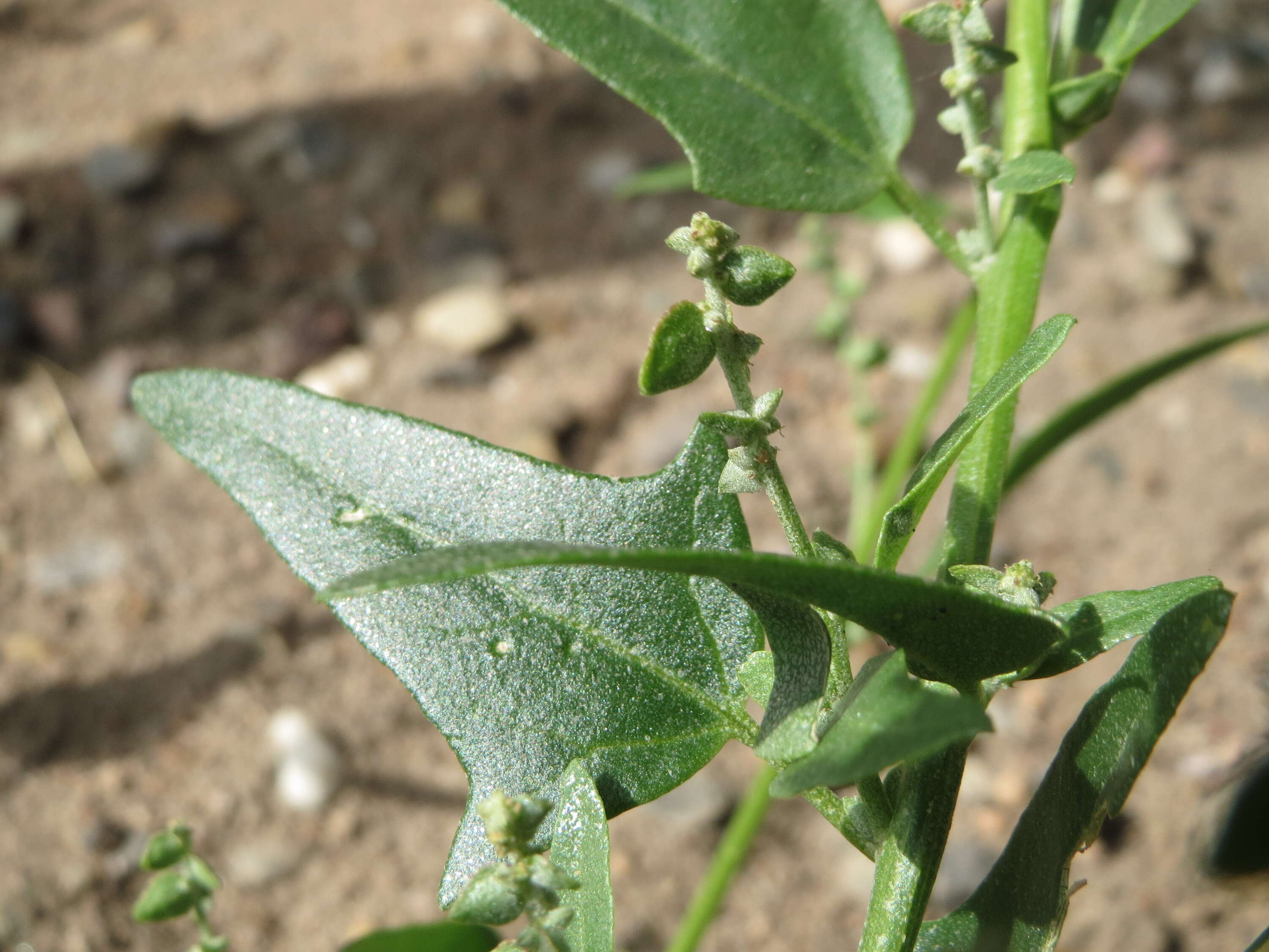 Image de Atriplex sagittata Bkh.