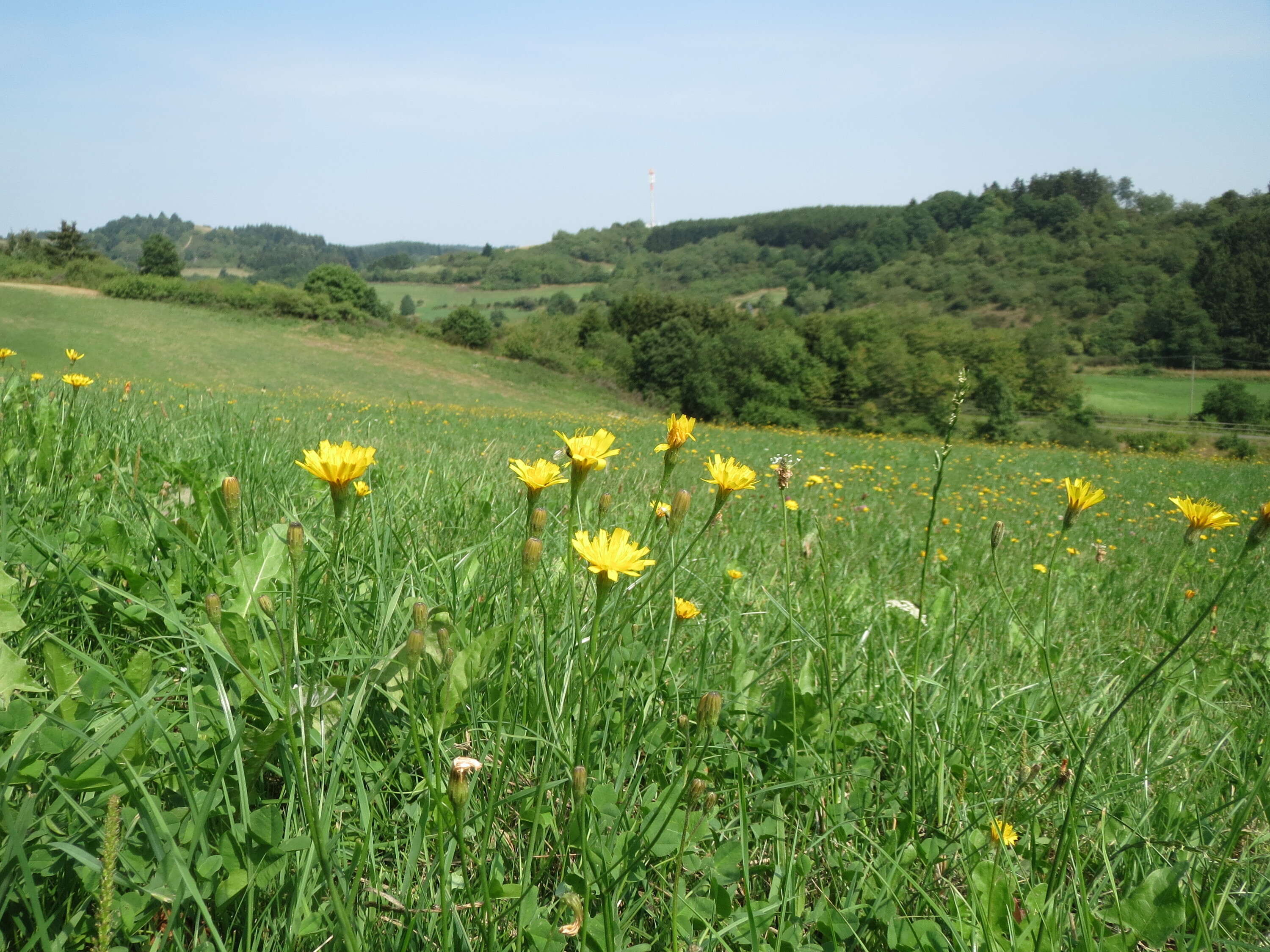 Image of fall dandelion