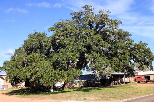 Image of Southern Live Oak