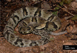 Image of Bothrops