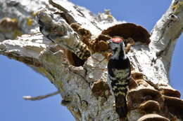 Image of Lesser Spotted Woodpecker