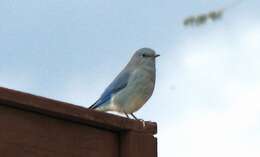 Image of Mountain Bluebird