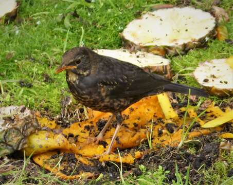 Image of Island Thrush