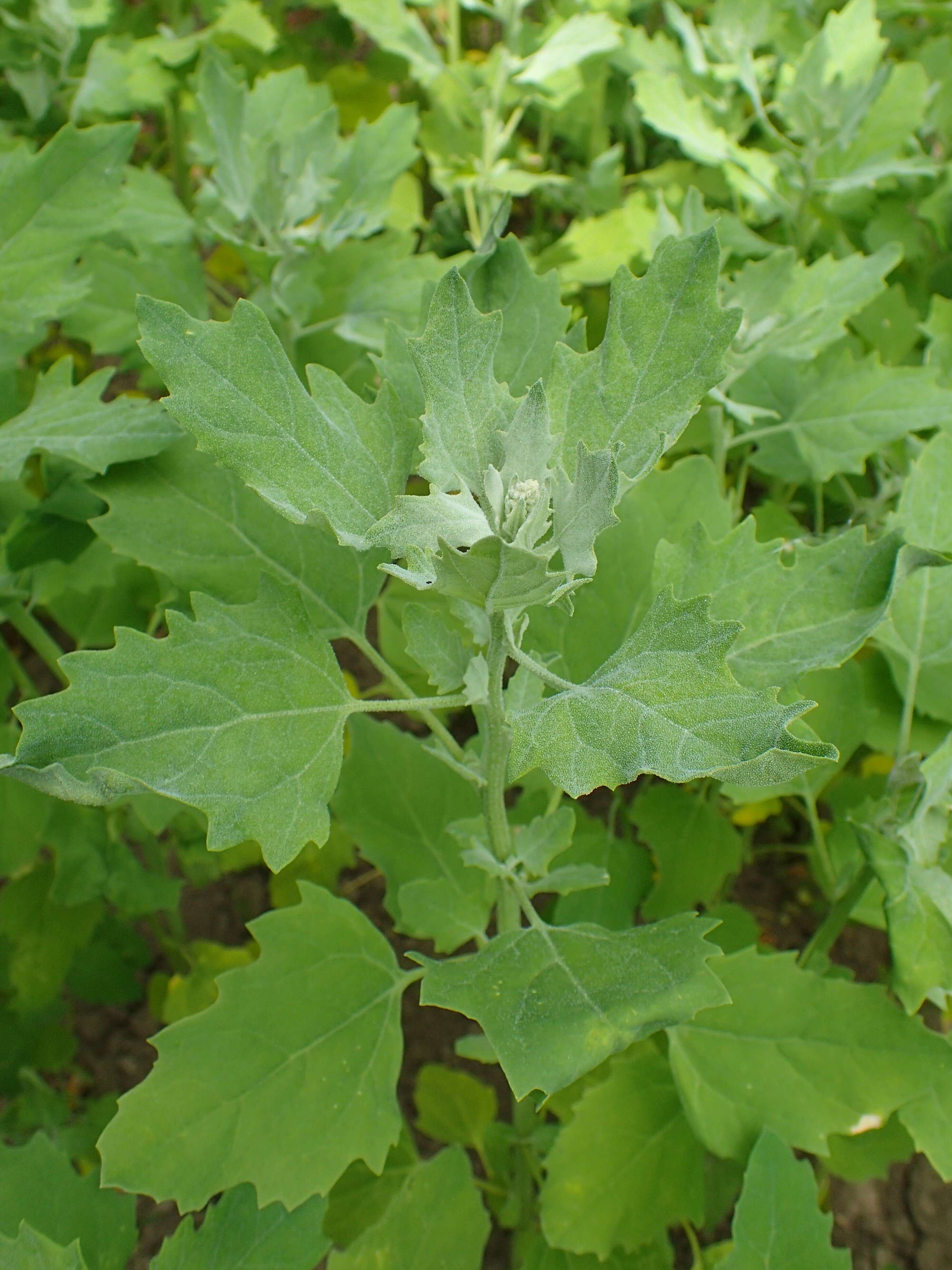 Image of quinoa