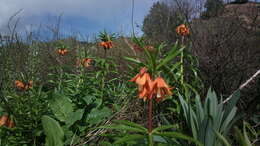 Image of Fritillaria eduardii A. Regel ex Regel