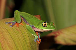 Image of blue-sided leaf frog