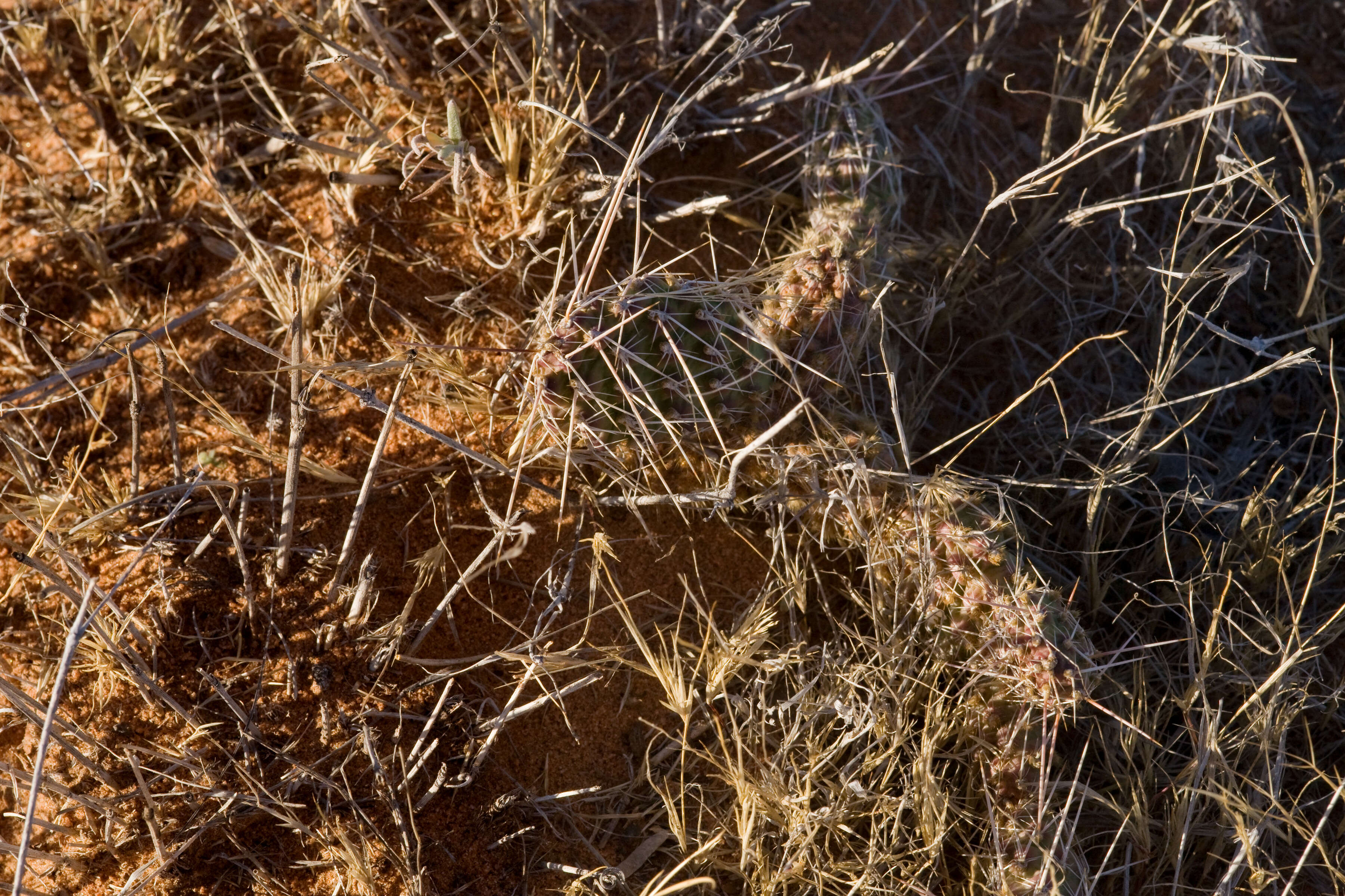 Image of Panhandle Prickly-pear