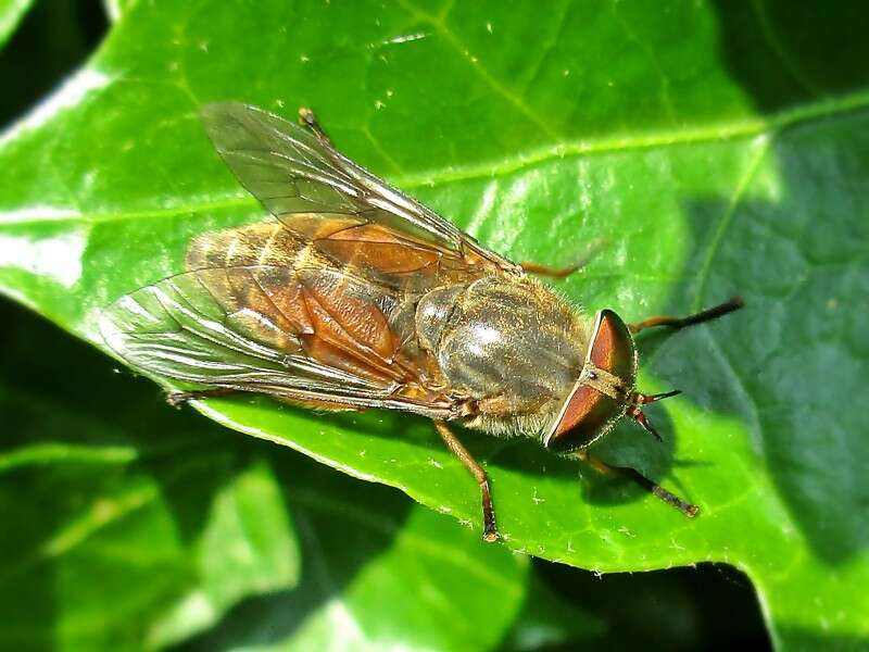 صورة Hybomitra ciureai (Seguy 1937)