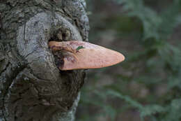 Image of Fistulinaceae