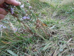 Image of western aster