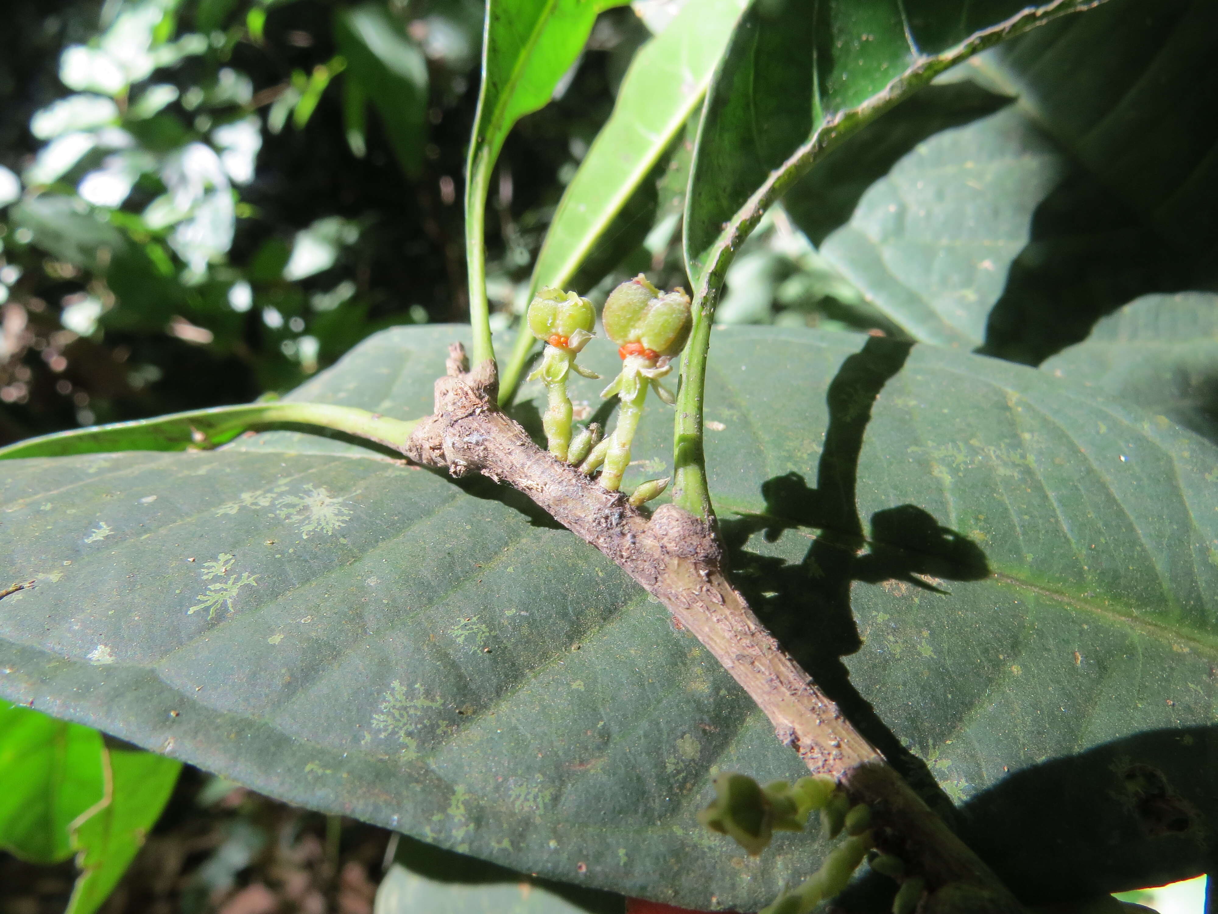 Image of Agrostistachys indica Dalzell