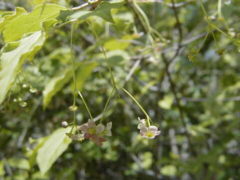 Imagem de Euonymus oxyphyllus Miq.