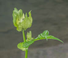 Image of Cabbage Thistle