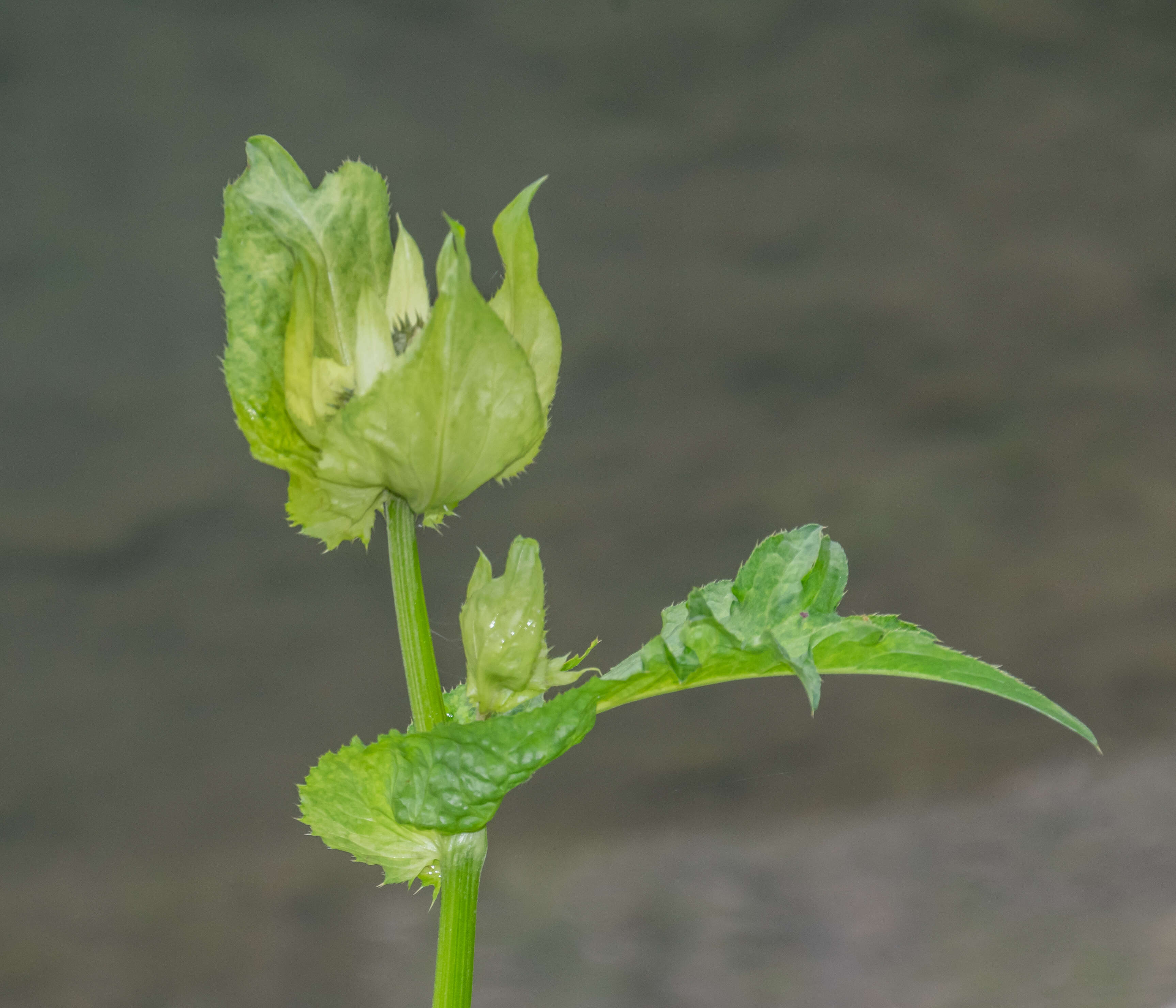 Image of Cabbage Thistle